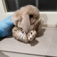 Coniglio nano ariete