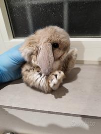 Coniglio nano ariete