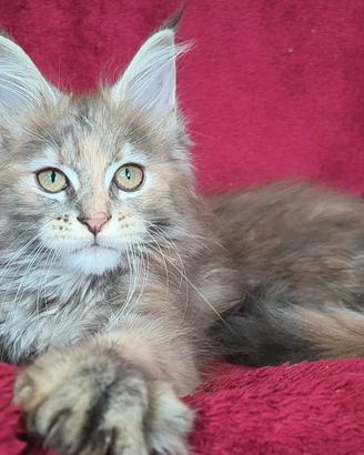 Cucciolo Maine coon blu crema tabby