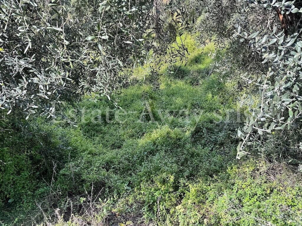 Terreno di 6000 m² a Bordighera - Vista 5
