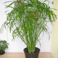 Falso Papiro S.cambio