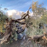 Albero di ulivo secolare