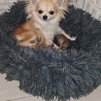 Cuccioli di chihuahua