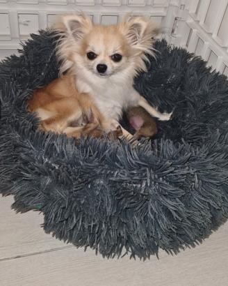 Cuccioli di chihuahua
