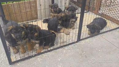 Cucciole pastore tedesco