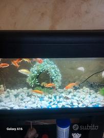 acquario 100 litri