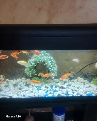 acquario 100 litri
