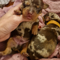 Bassotti con pedigree vari colori