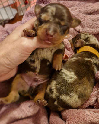 Bassotti con pedigree vari colori