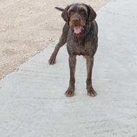 Disponibile drhaathar per monte