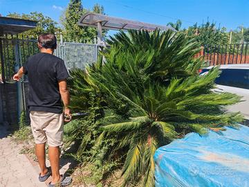 Cycas Gigante 
