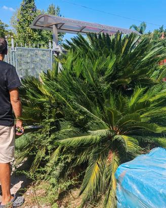 Cycas Gigante 