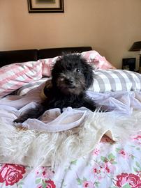 Cuccioli barboncini