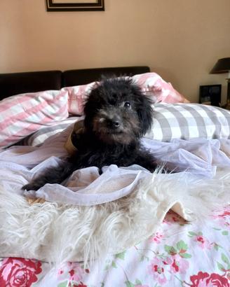 Cuccioli barboncini