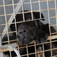 Zoe cane corso in adozione