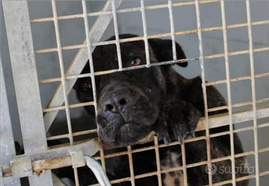 Zoe cane corso in adozione