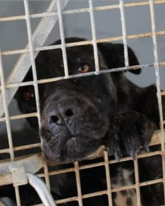 Zoe cane corso in adozione