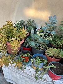 Piante Grasse