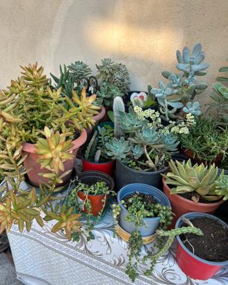 Piante Grasse