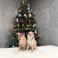 Shiba inu cuccioli