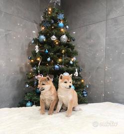 Shiba inu cuccioli