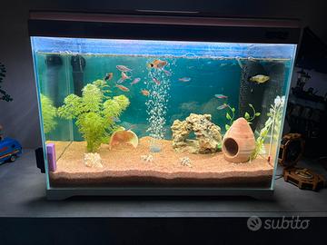 Acquario da 50 litri dell’Amtra
