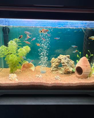 Acquario da 50 litri dell’Amtra