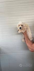 Maltese toy
