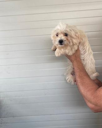 Maltese toy