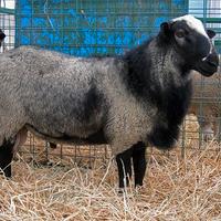 Montone pecora romanov