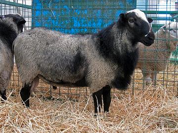 Montone pecora romanov