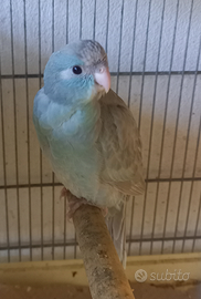 Giovani pappagalli Kakariki