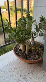 Vaso Ficus Ginseng