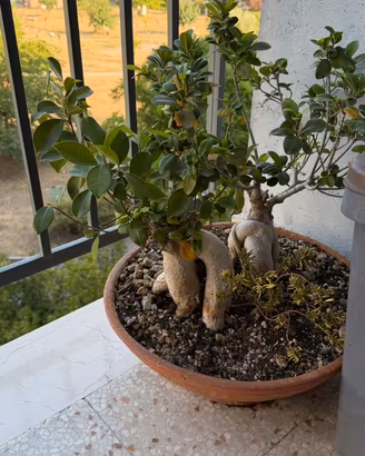 Vaso Ficus Ginseng