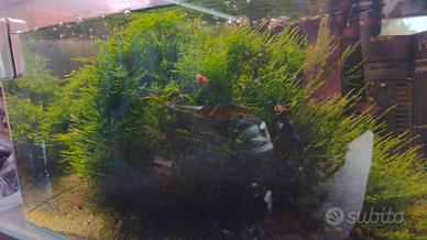 Muschio di java per acquario weeping moss