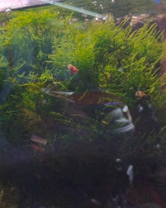 Muschio di java per acquario weeping moss