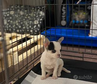 Chihuahua toy maschio