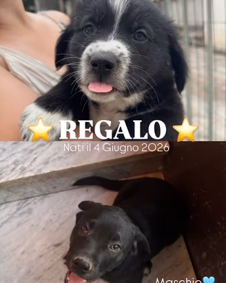 Cane Femmina pelo lungo/ Maschio pelo corto