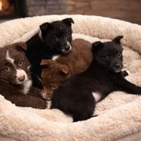 Cuccioli pastore australiano con border collie
