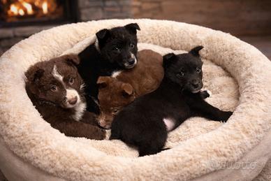 Cuccioli pastore australiano con border collie