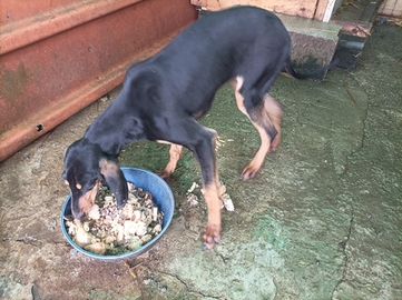 Cucciola segugio italiano