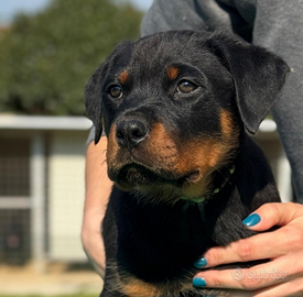 Rottweiler