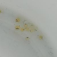 Medaka varietà tricolore lamé