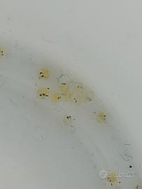 Medaka varietà tricolore lamé