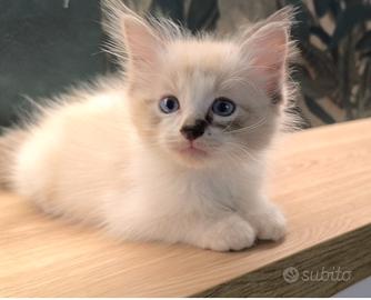 Strepitoso Dolcissimo Ragdoll
