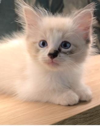 Strepitoso Dolcissimo Ragdoll