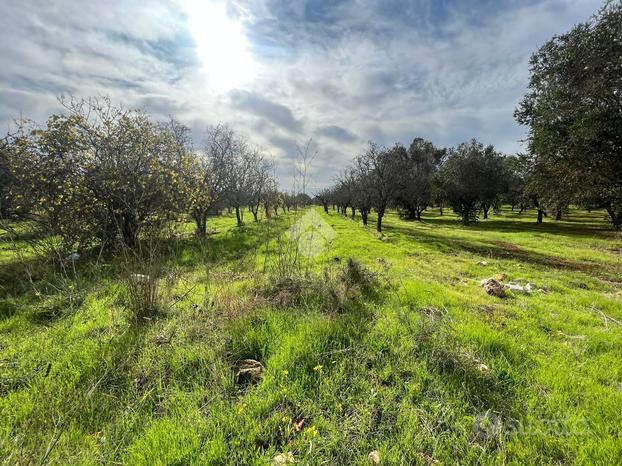 TER. AGRICOLO A SAN VITO DEI NORMANNI