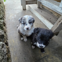 Border collie da vendere