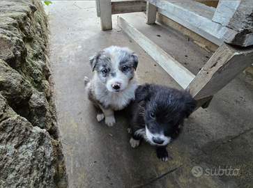 Border collie da vendere