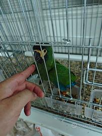 Pappagallo Ara Auricollis dal collare medio